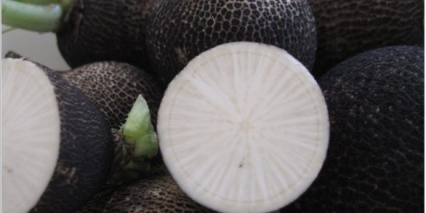 Šta je korisna rotkvica